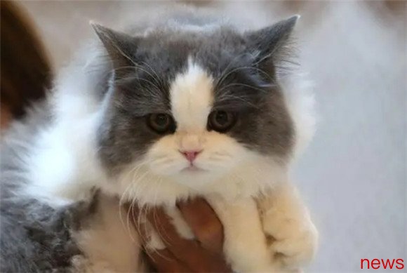 Come and learn about the introduction of the top ten cat breeds in the world!