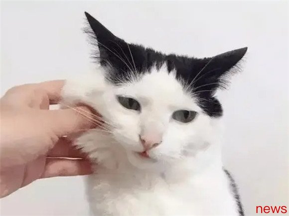 Must-have for raising cats: 30 cat tips, must-read for beginners