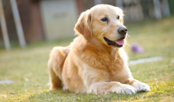 Which of the top ten most docile dogs do you like?