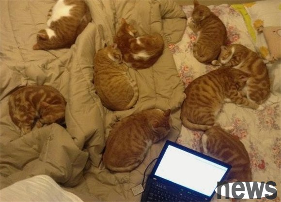 Detailed explanation, what preparations should be made for raising a cat?