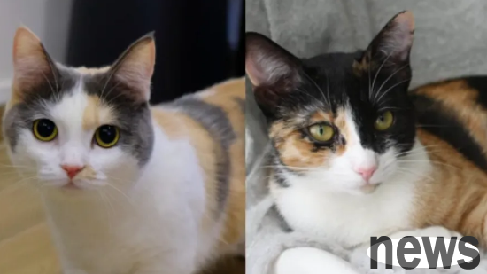 Half of the three tabby cats on the Internet were confirmed to be Caili? How to distinguish?