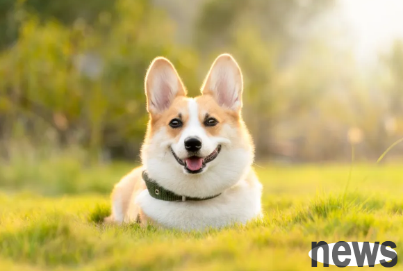 Master these 8 key points and make your dog healthy and happy every day!