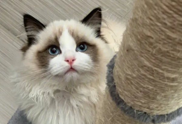 Several cats in the cat world that are 