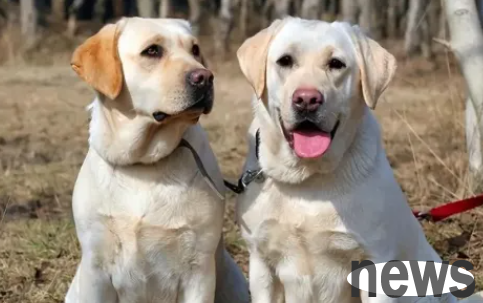 Several types of dogs with short lifespans, keep and cherish them
