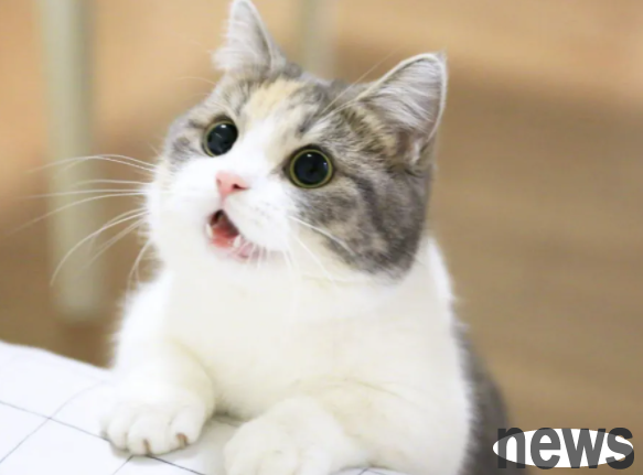 What impact does the addition of chin oligosaccharides in feed have on adult cats?
