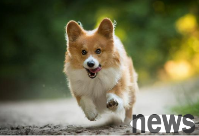 Behavior | Diagnosis and treatment of dog separation anxiety