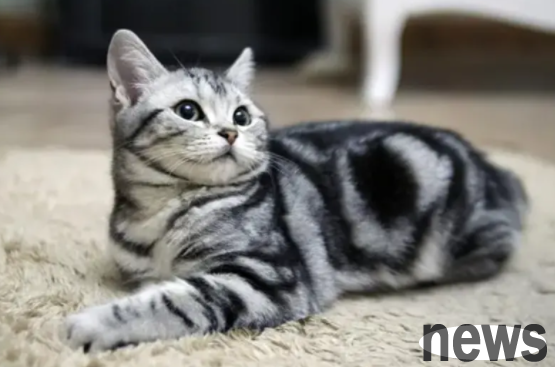 The five cats with the highest IQ in the cat world