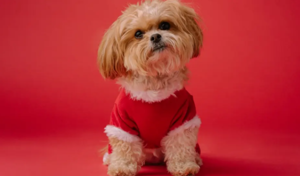 Want to raise a small dog? You have to understand these varieties!