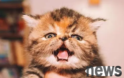 Can cats distinguish between male and female humans?