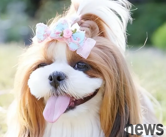 The five types of dogs recognized as 