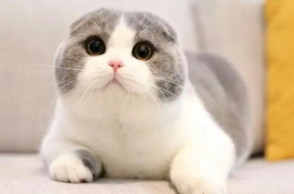 The 4 super difficult cats to raise are harder than the other! Look at your home?