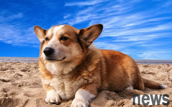 When a dog misses his owner, he usually has 6 major symptoms, which makes people feel distressed when watching it.
