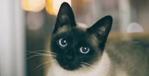 【Popular Science】7 Common Gastrointestinal Diseases in Cats