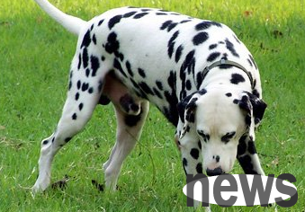 The world s five cleanest pet dogs, see which one do you like?