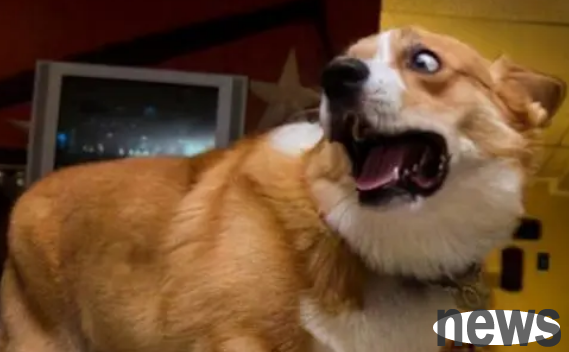 6 things that dogs are born 