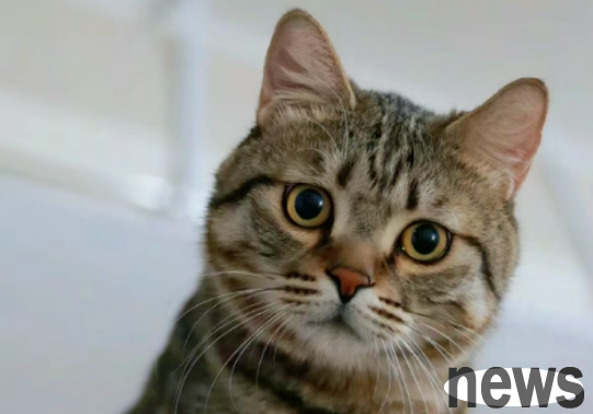 What are the benefits of cats not going out for a long time?