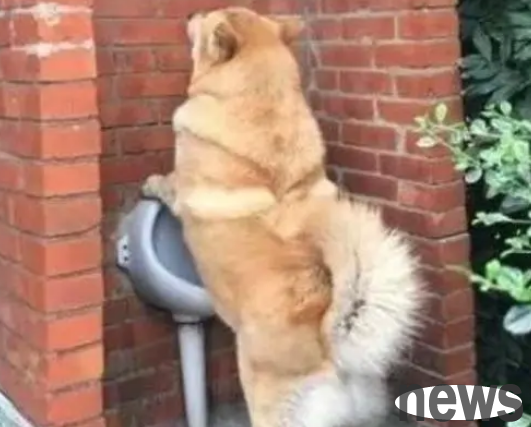 The secret of dog peeing posture: Is it normal to not lift your legs? Let s find out!