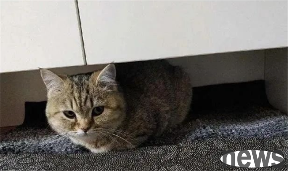 The cat s 