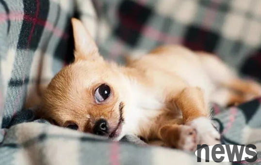 What should I do if the smell of dog is too strong at home? Don t worry, 6 tips to teach you