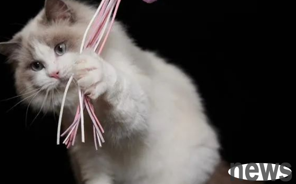 What should I do if the cat doesn’t leave at your house? Use these three tips to solve the problem easily!