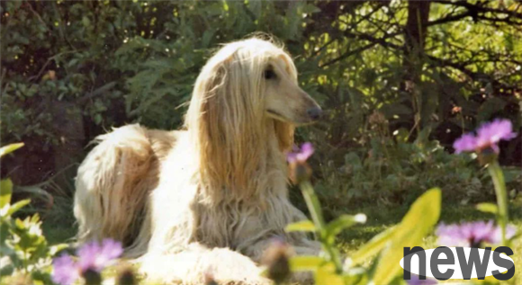 Have you ever raised the top 4 most difficult dogs to train?