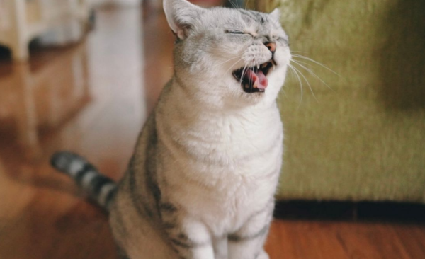 urgent! If a cat s breathing like this is ignored, every second may be the edge of life and death!