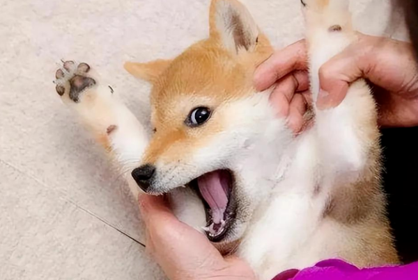 There are so many things to pay attention to when petting dogs?