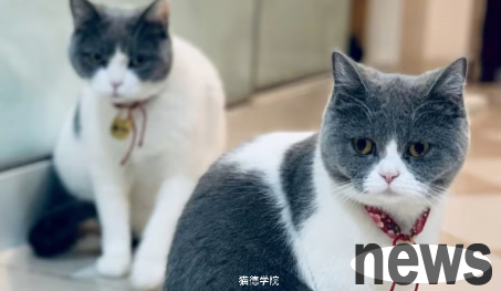 The first episode of the permanent cat in Maode Academy - The battle of avatar: Rabbit vs. Lin Daimei