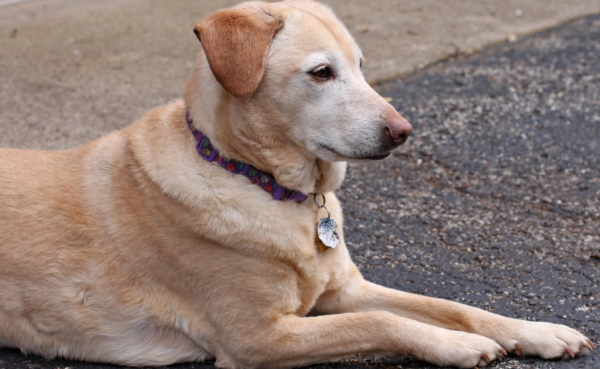 Dogs suitable for domestic dogs, working dogs are more obedient