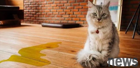 What should I do if my cat s urine is dark brown?