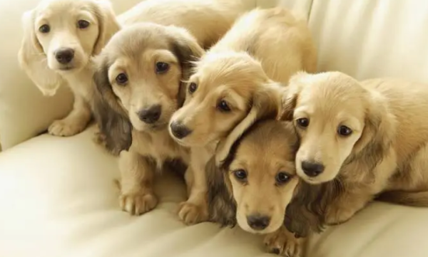 Why doesn’t the dog resist when you hit a dog? I cried after learning the truth!