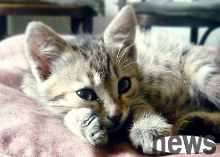What should I do if a kitten has a bad appetite? Let’s learn, shovelers!