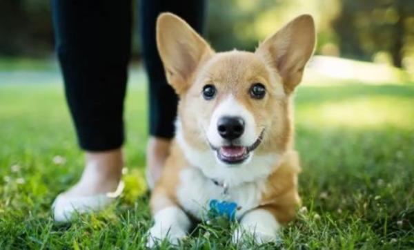 If a dog is afraid of something, it is not surprising that it will scare the dog to death if it is not careful.