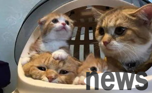 What should I do if a cat doesn’t eat cat food and only eats meat?