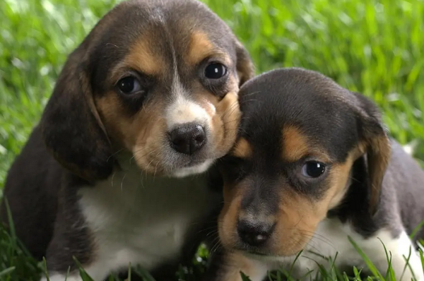 If you understand half of your dog s body language, it means you are a qualified shoveler
