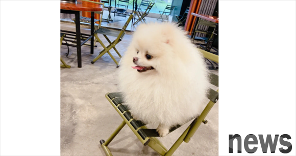 What is the function of a dog s tail? There are several functions
