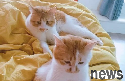 What should I do if the cat s mouth is ulcerated? How to treat cat s mouth ulcer?