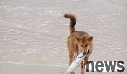 Can dogs eat hairtail? What should I do if I vomit after eating?