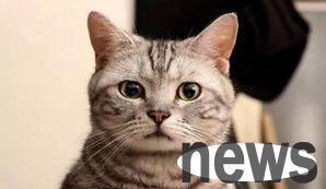 What to do if a cat has lost its teeth? Come and get it