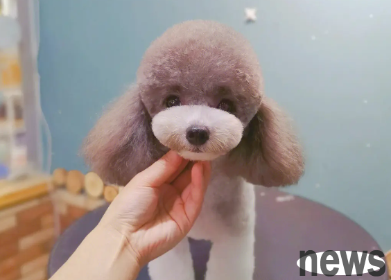 Three major precautions for grooming dogs?