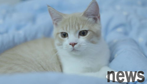 What to do if a cat wets the bed? Cat wet the bed?