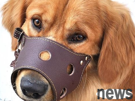 Why do you need to bring a mouth cover for a dog? Will it be uncomfortable for dogs to wear mouth condoms?