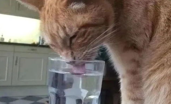 What should I do if the cat drinks? How to save a cat from drinking?