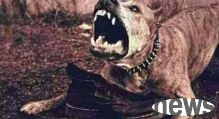 What should I do if a mad dog is bitten by an ancient person?