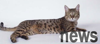 How to care for California Shiny Cats