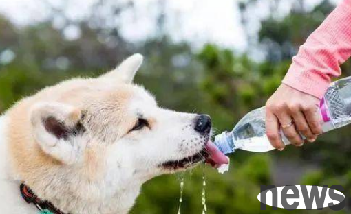 What should I do if my dog ​​vomits even when drinking water?