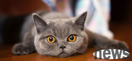 What to do if the cat smells bad? Home deodorization battle!