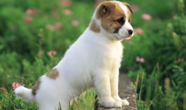 What to do if you want a dog certificate?