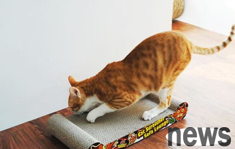 Four steps to prevent cats from scratching furniture!