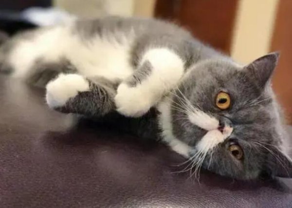 How to make cats cooperate with training? Cat training!